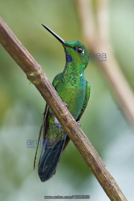 : Green-crowned Brilliant : Green-crowned Brilliant