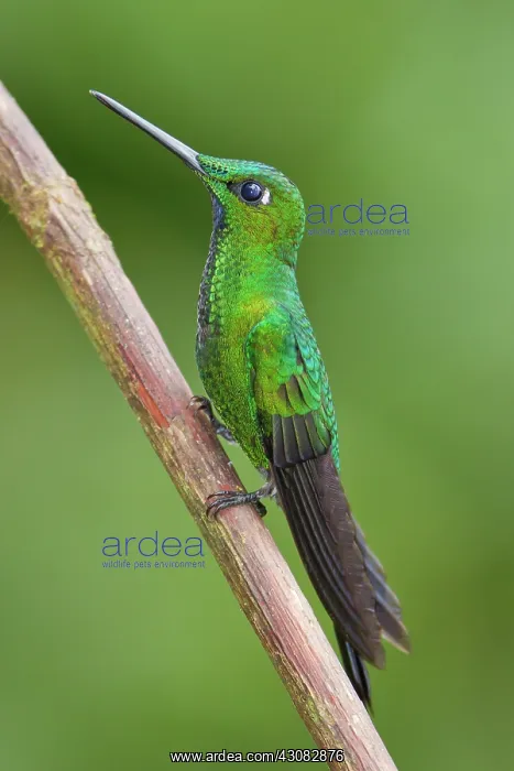 : Green-crowned Brilliant : Green-crowned Brilliant