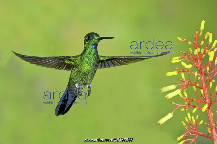 : Green-crowned Brilliant : Green-crowned Brilliant