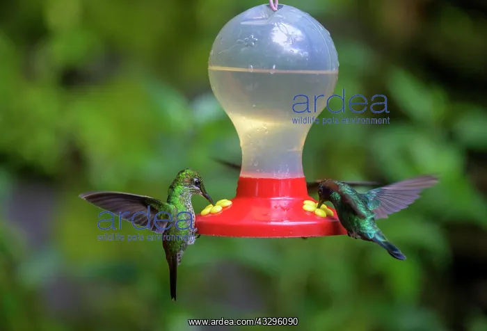 : Green-crowned brilliant (Heliodoxa jacula), Selvatura : Green-crowned brilliant (Heliodoxa jacula), Selvatura