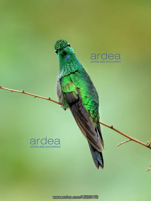 : Green-crowned Brilliant (Heliodoxa jacula), male, Panama : Green-crowned Brilliant (Heliodoxa jacula), male, Panama