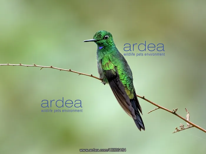 : Green-crowned Brilliant (Heliodoxa jacula), male, Panama : Green-crowned Brilliant (Heliodoxa jacula), male, Panama