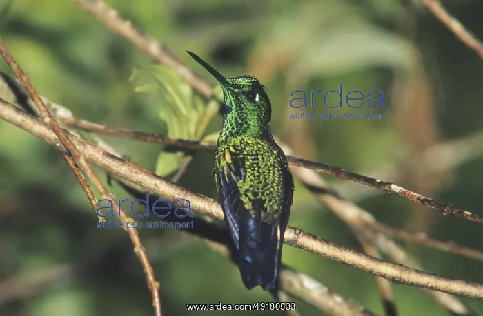 : Green-crowned Brilliant (Heliodoxa jacula) : Green-crowned Brilliant (Heliodoxa jacula)