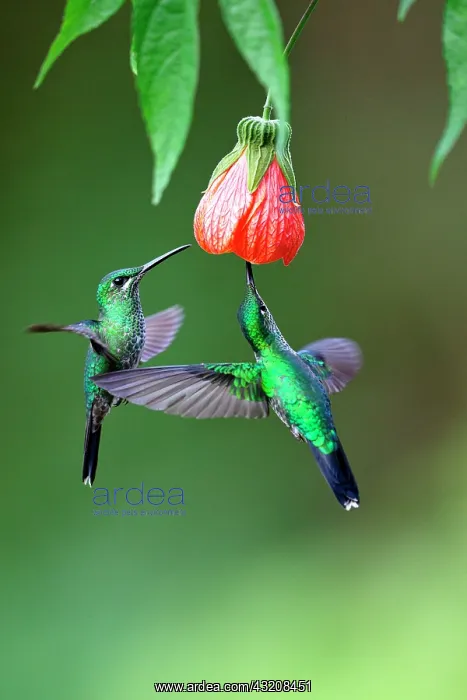 : Green-crowned Brilliant (Heliodoxa jacula) eatin : Green-crowned Brilliant (Heliodoxa jacula) eatin