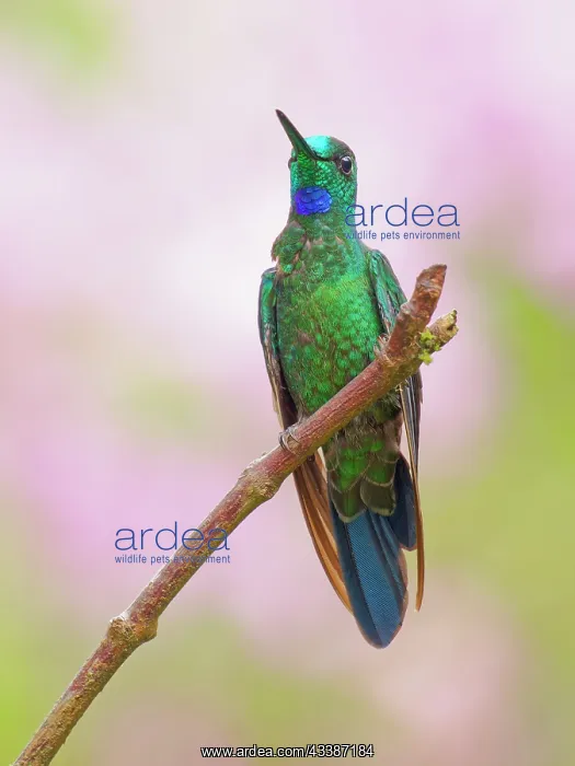 : Green Crowned Brilliant Heliodoxa jacula Ecuador : Green Crowned Brilliant Heliodoxa jacula Ecuador