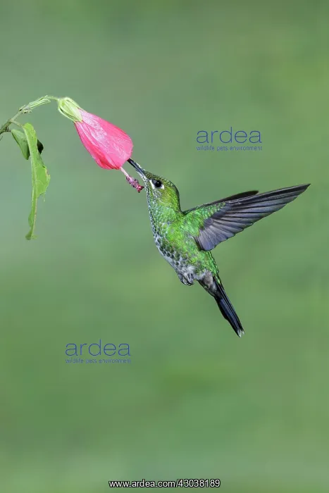 : Green-crowned brilliant Heliodoxa jacula A large robu : Green-crowned brilliant Heliodoxa jacula A large robu