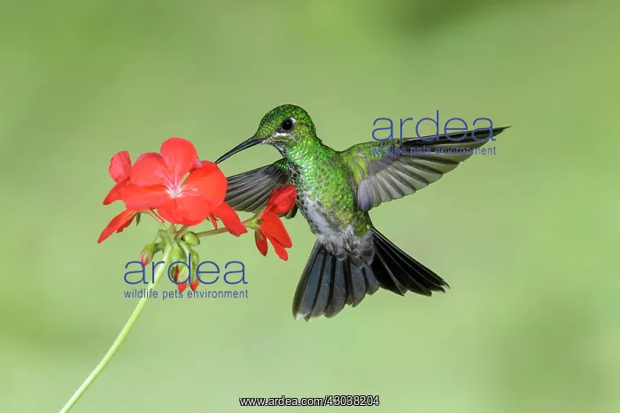 : Green-crowned brilliant Heliodoxa jacula A large robu : Green-crowned brilliant Heliodoxa jacula A large robu