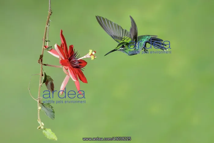 : Green-crowned brilliant Heliodoxa jacula A large robu : Green-crowned brilliant Heliodoxa jacula A large robu