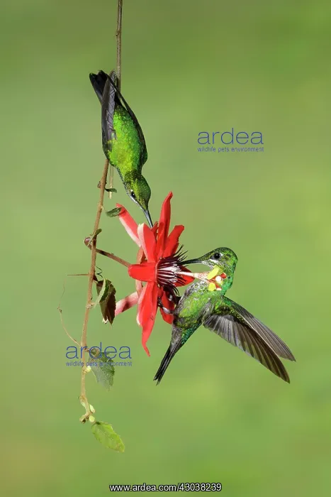 : Green-crowned brilliant Heliodoxa jacula A large robu : Green-crowned brilliant Heliodoxa jacula A large robu