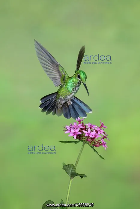 : Green-crowned brilliant Heliodoxa jacula A large robu : Green-crowned brilliant Heliodoxa jacula A large robu