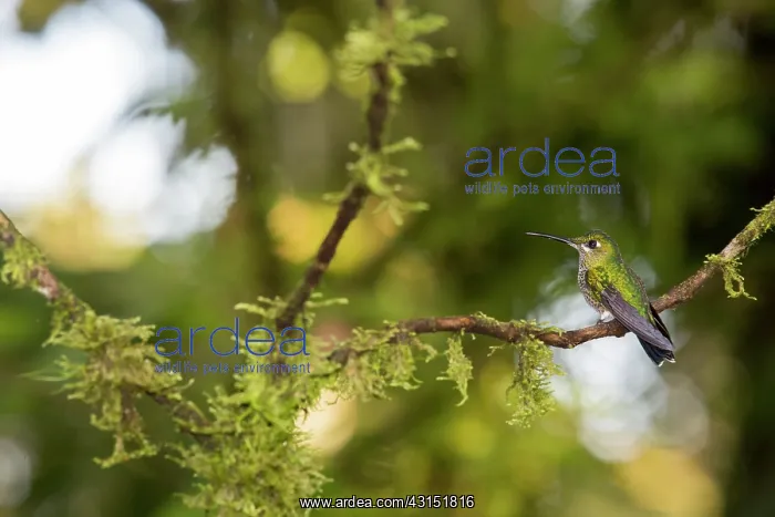  : Green-crowned Brilliant (Heliodoxa jacula) male