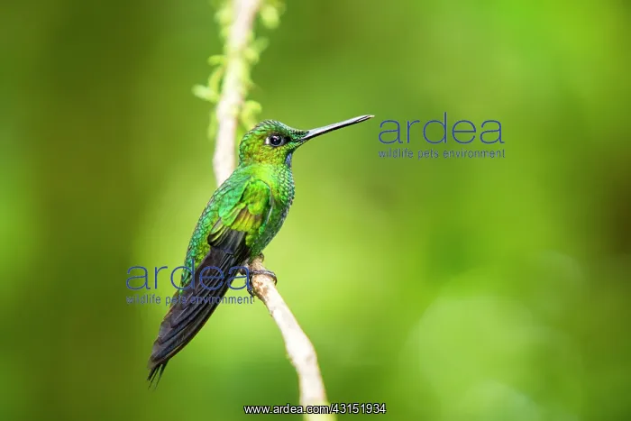 : Green-crowned Brilliant (Heliodoxa jacula) male : Green-crowned Brilliant (Heliodoxa jacula) male