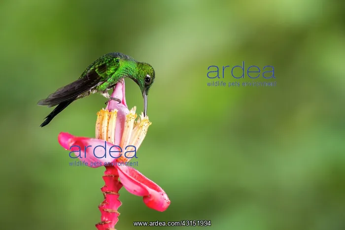 : Green-crowned Brilliant (Heliodoxa jacula) male : Green-crowned Brilliant (Heliodoxa jacula) male