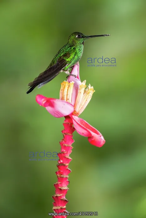 : Green-crowned Brilliant (Heliodoxa jacula) male : Green-crowned Brilliant (Heliodoxa jacula) male