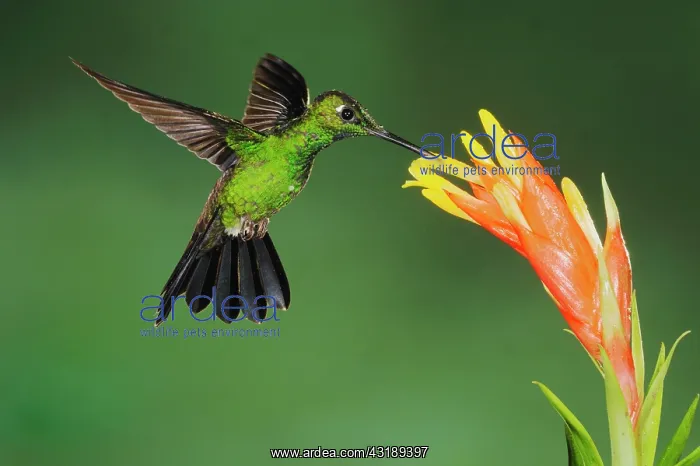 : Green-crowned Brilliant (Heliodoxa jacula), male : Green-crowned Brilliant (Heliodoxa jacula), male