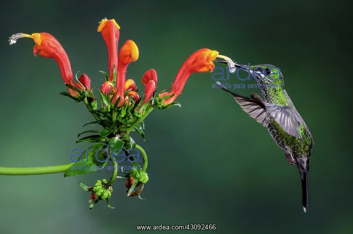 : Green-crowned Brilliant Hummingbird : Green-crowned Brilliant Hummingbird