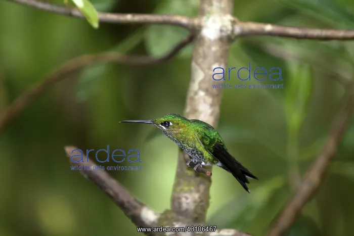 : Green-Crowned Brilliant Hummingbird : Green-Crowned Brilliant Hummingbird