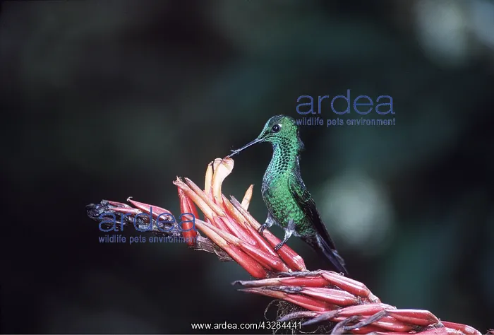 : GREEN-CROWNED BRILLIANT HUMMINGBIRD : GREEN-CROWNED BRILLIANT HUMMINGBIRD
