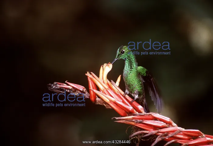 : Green-Crowned Brilliant Hummingbird : Green-Crowned Brilliant Hummingbird