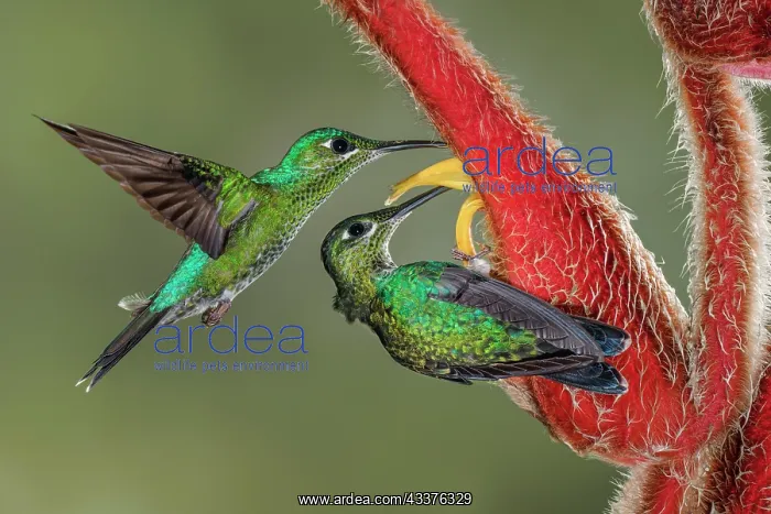 : Green Crowned Brilliant hummingbird, Costa Rica : Green Crowned Brilliant hummingbird, Costa Rica