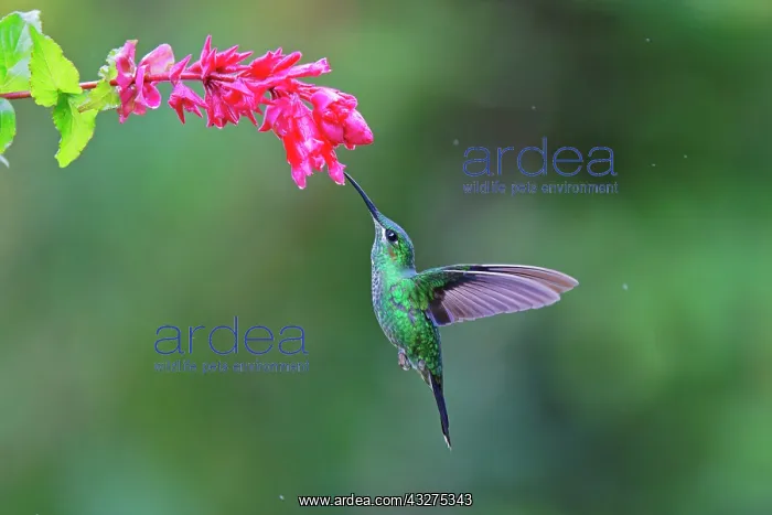 : Green Crowned Brilliant Hummingbird - feeding on pink flower : Green Crowned Brilliant Hummingbird - feeding on pink flower