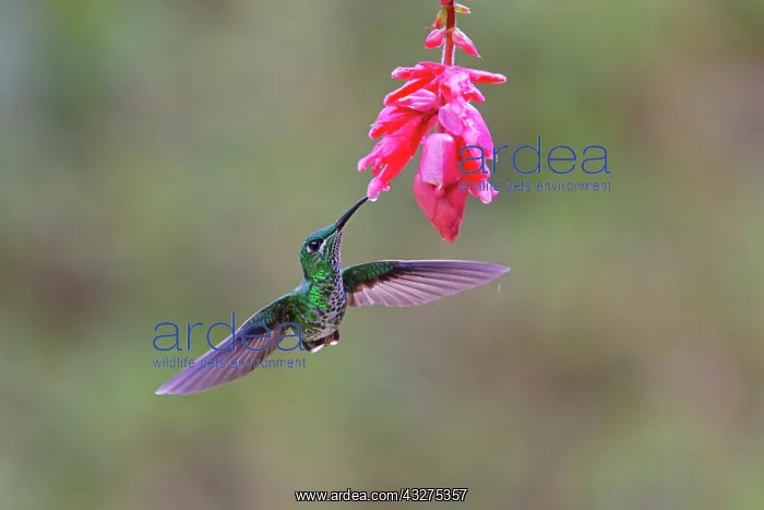: Green Crowned Brilliant Hummingbird - feeding on pink flower : Green Crowned Brilliant Hummingbird - feeding on pink flower