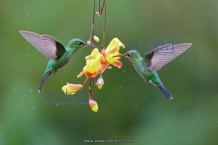 : Green Crowned Brilliant Hummingbird - feeding on yellow vine : Green Crowned Brilliant Hummingbird - feeding on yellow vine
