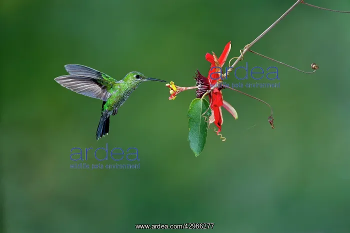 : Green-crowned Brilliant Hummingbird - female : Green-crowned Brilliant Hummingbird - female