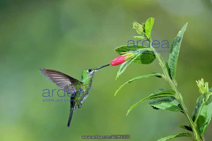 : Green-crowned Brilliant Hummingbird - female : Green-crowned Brilliant Hummingbird - female