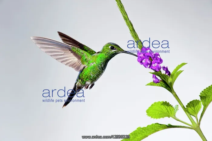 : Green-crowned Brilliant Hummingbird - female : Green-crowned Brilliant Hummingbird - female