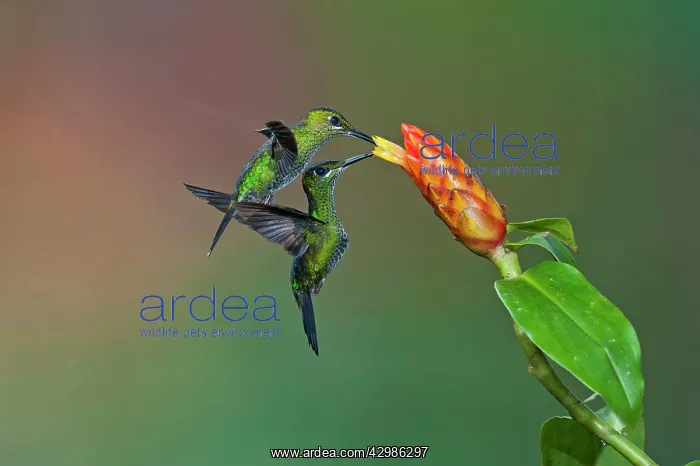 : Green-crowned Brilliant Hummingbird - females : Green-crowned Brilliant Hummingbird - females