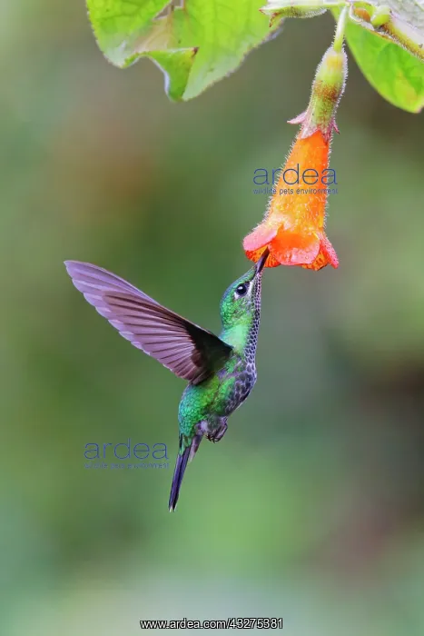 : Green Crowned Brilliant Hummingbird - at Orange flower Helio : Green Crowned Brilliant Hummingbird - at Orange flower Helio