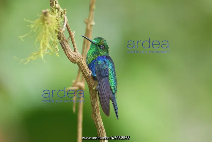 : Green-crowned Woodnymph : Green-crowned Woodnymph