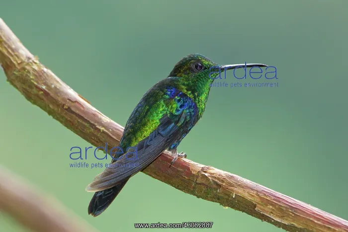 : Green-crowned Woodnymph : Green-crowned Woodnymph