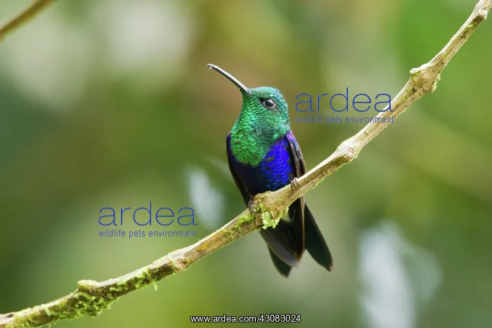 : Green-crowned Woodnymph : Green-crowned Woodnymph