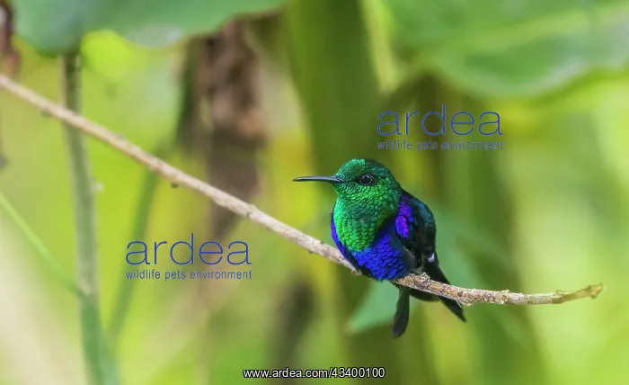 : Green-crowned woodnymph, portrait in the beautiful : Green-crowned woodnymph, portrait in the beautiful