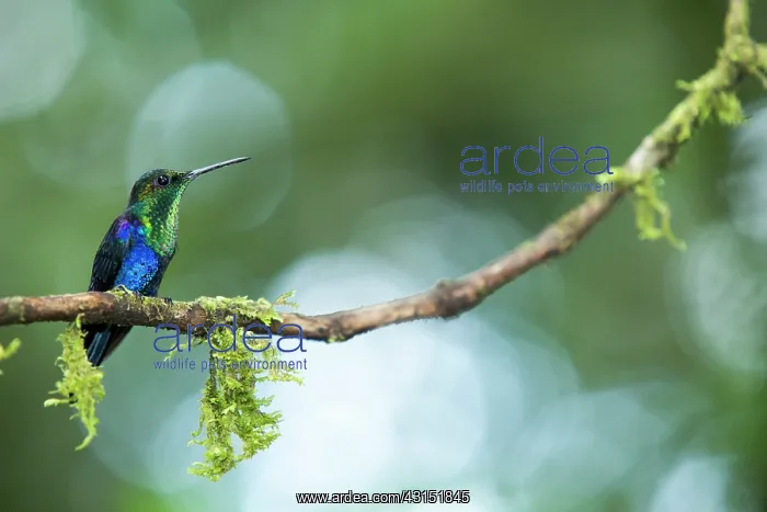 : Green-crowned woodnymph (Thalurania fannyi) on a : Green-crowned woodnymph (Thalurania fannyi) on a
