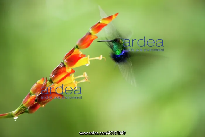 : Green-crowned woodnymph (Thalurania fannyi) in flight : Green-crowned woodnymph (Thalurania fannyi) in flight