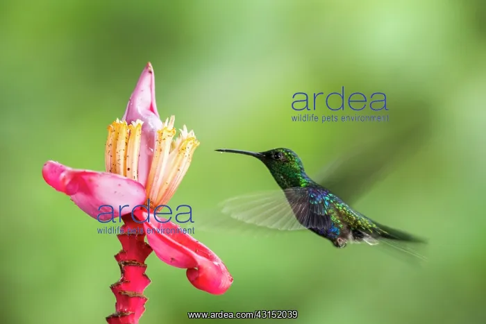 : Green-crowned woodnymph (Thalurania fannyi) in flight : Green-crowned woodnymph (Thalurania fannyi) in flight