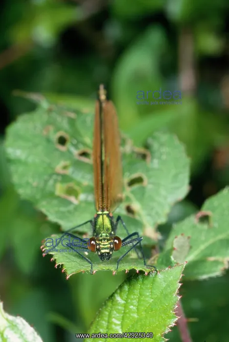  : Green Damselfly