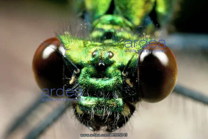  : Green Damselfly