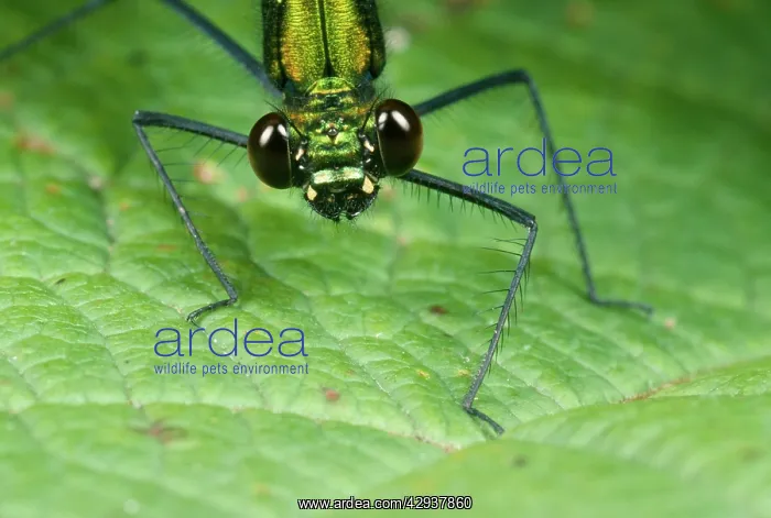  : Green Damselfly