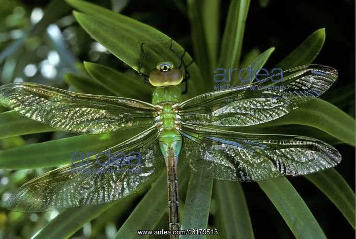 : Green Darner (Anax junius) on yew plant : Green Darner (Anax junius) on yew plant
