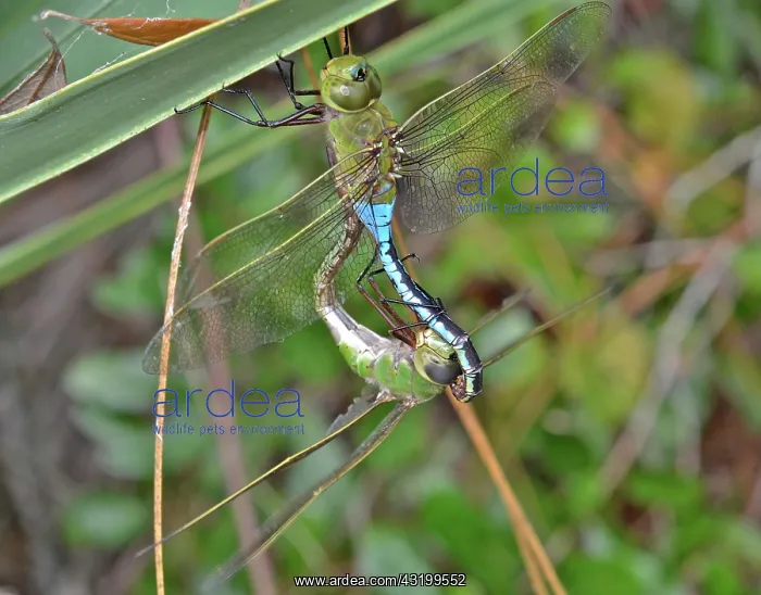 : Green Darner Dragonflies : Green Darner Dragonflies