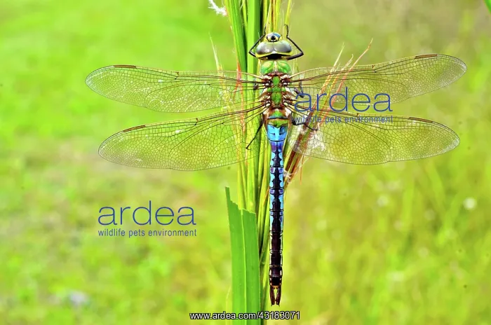: Green Darner Dragonfly : Green Darner Dragonfly