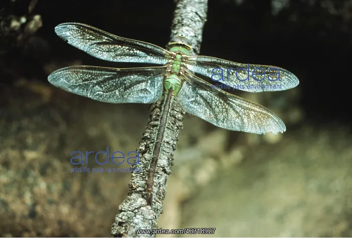 : Green Darner DRAGONFLY : Green Darner DRAGONFLY