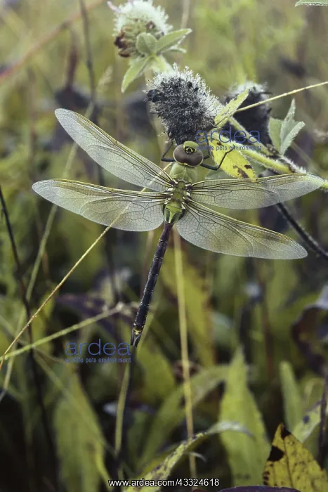: Green Darner Dragonfly : Green Darner Dragonfly