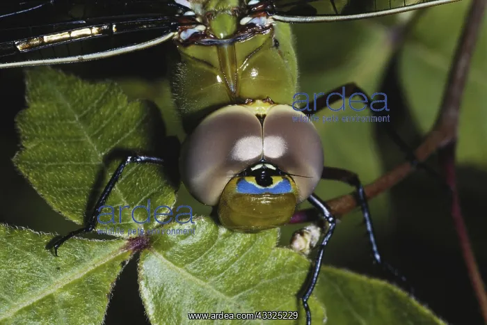 : Green Darner (Dragonfly) Eyes : Green Darner (Dragonfly) Eyes