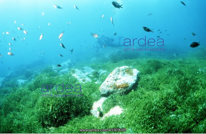 : GREEN DEATH ALGAE - with scuba diver : GREEN DEATH ALGAE - with scuba diver
