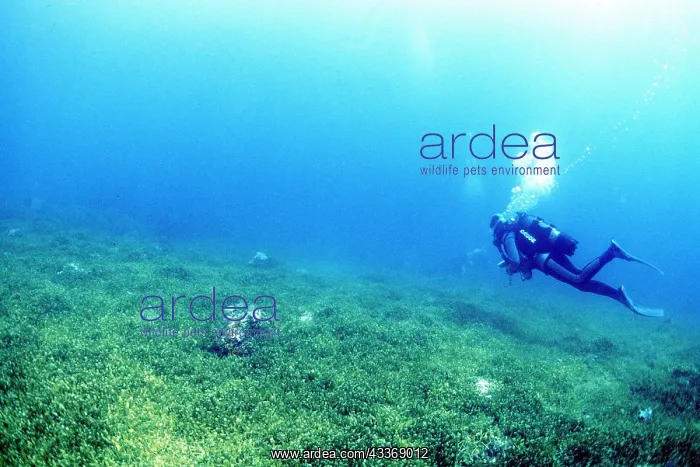 : Green Death Marine ALGAE - and scuba diver : Green Death Marine ALGAE - and scuba diver